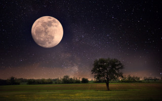 Full moon tree field stars - full moon free wallpaper