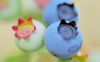 Blueberry plant ecological art macro - stem free wallpaper for desktop