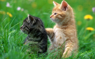 Kittens playing grass flowers blurry - tachisme free wallpaper