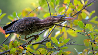 Bird branch leaves green background - a branch in a tree free wallpaper