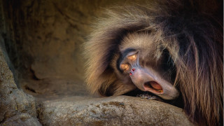 Monkey rock mouth open tongue - tongue free wallpaper