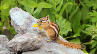 Chipmunk flower rock woods green - the background and a rock in the foreground free wallpaper