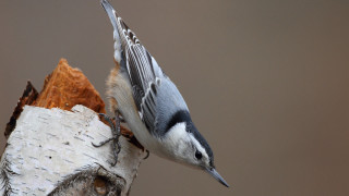 Bird perched wings spread down - a brown background free wallpaper