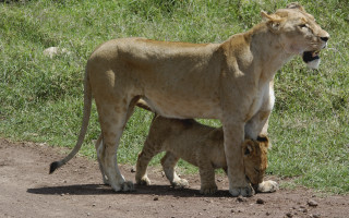 Mother lion cub dirt road - free animals wallpaper