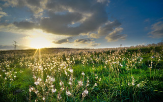Flower field sunset clouds windmill - a windmill in the distance free wallpaper