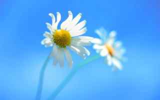 Daisy blue sky macro photography - thin free wallpaper
