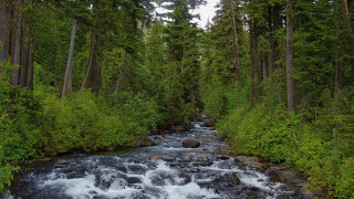 River forest canoe nature matte - a canoe free wallpaper