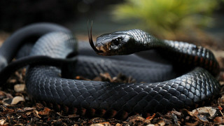 Black snake curling dirt leaves - the dirt free wallpaper