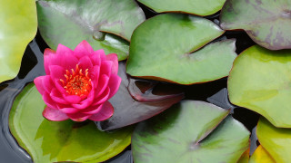 Pink flower pond lilies ecological 2 - blanche hoschedé monet free wallpaper