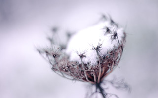 Snowy branch moon wings winter - a plant free wallpaper
