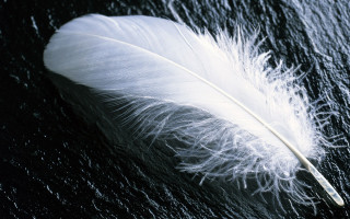 White feather water droplets night - a white tip free wallpaper