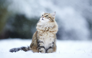Cat snow winter aurora night - its eye free wallpaper for desktop