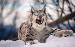 Snow leopard yawning snow sharp - a snow leopard free wallpaper