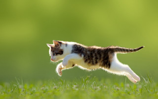 Cat running grass open tail - kitsch movement free wallpaper