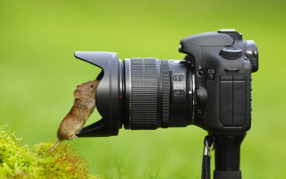 Rodent on camera lens wildlife - a small rodent free wallpaper