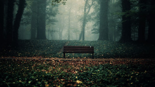Forest bench mist light rays - a bench in a forest free wallpaper