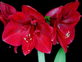 Red flowers green stems vase 2 - a black background behind them free wallpaper