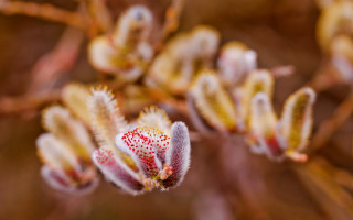Flower macro blurry bokeh chromatic 2 - petal free wallpaper