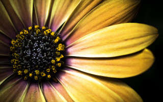 Yellow flower macro black background 2 - a black center free wallpaper