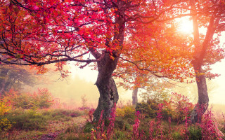Foggy autumn leaves sunset forest - the tree and the grass free wallpaper