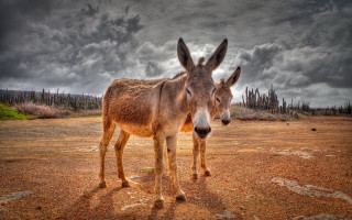 Donkeys dirt field cloudy sky - under a cloudy sky free wallpaper