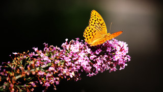 Butterfly flower black background macro - a blurry background behind free wallpaper for desktop