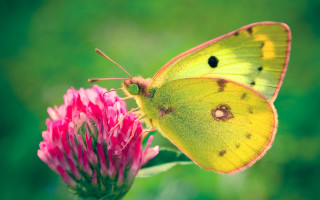 Yellow butterfly pink flower green - e. t. free wallpaper