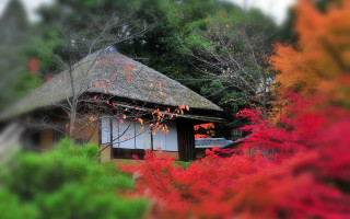 Thatched roof house autumn leaves 2 - roof free wallpaper
