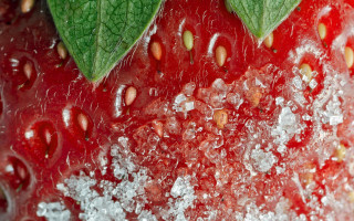 Strawberry leaves sugar macro hyperrealism - the bottom free wallpaper for desktop