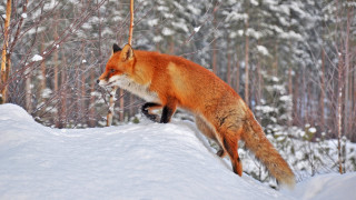 Red fox jumping snowy forest - covered ground free wallpaper