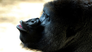 Gorilla open mouth tongue up - a gorilla free wallpaper