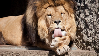 Lion lying down tree trunk - a ledge next free wallpaper