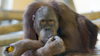 Monkey eating yellow smile photorealistic - a monkey free wallpaper