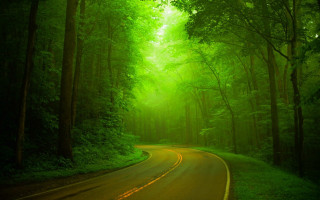 Forest road green light nature - a green light free wallpaper
