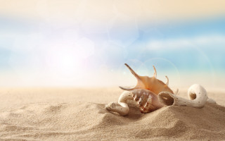 Shell beach sand sunlight ocean - a shell free wallpaper