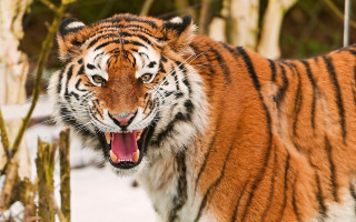 Tiger open mouth snow forest 2 - a tiger free wallpaper for desktop