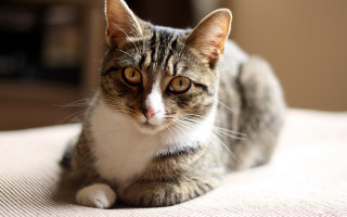 Sad cat bed shallow focus - its face free wallpaper