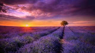 Lavender field lone tree sunset 4 - a field of lavender free wallpaper