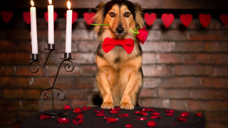 Dog bowtie cake candles heart - a bow tie free wallpaper for desktop