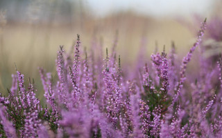 Purple flower field macro hanami - a blurry sky in the background free wallpaper