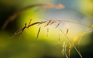 Grass blurry background nature macro - a close up of a grass free wallpaper