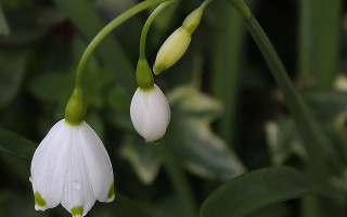 White flower closeup bokeh macro 2 - green stem free wallpaper