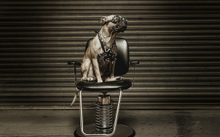 Dog sitting chair leash collar - a leash free wallpaper