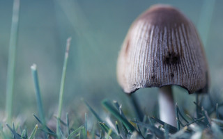 Mushroom greenfield blueSky clouds photorealism - a mushroom free wallpaper
