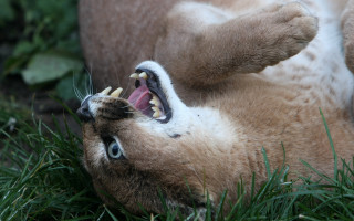 Cat open mouth teeth grass 2 - sharp claw free wallpaper