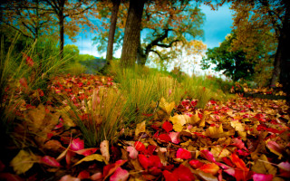 Autumn leaves red yellow forest - a bunch of leaves free wallpaper