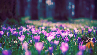 Purple flower field forest bokeh - the middle of a forest free wallpaper