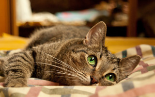 Cat green eyes bed checkered 2 - blanket free wallpaper