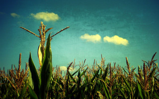 Corn field blue sky clouds 2 - claire hummel free wallpaper