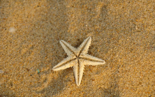 Starfish beach sand macro naturalisme - a starfish free wallpaper